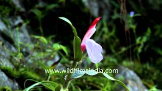 Roscoea purpurea flowering in the Himalaya [upl. by Vaientina]