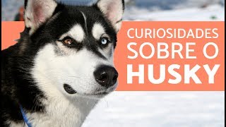 10 coisas que você não sabia sobre o HUSKY SIBERIANO [upl. by Averi]