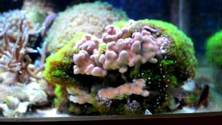 Courtship Pseudochromis cyanotaenia part 1 [upl. by Lachish]