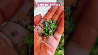 Bhringraj seeds planting ☘️youtubeshortsplantingmusicsongsubscribetrendingshorts [upl. by Aimaj]