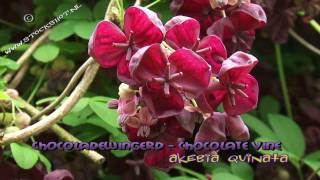 chocoladewingerd  akebia quinata [upl. by Raven322]