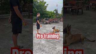 ✅ Belgian Malinois training dog 🐕‍🦺malinois becgiegermanshepherd belgianmalinoisdog pets dog [upl. by Laersi]