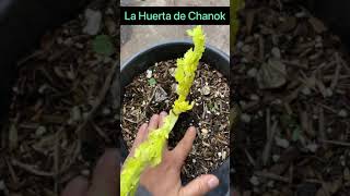 Como Plantar Apio sin Semilla  Vegetales que Rebrotan mini consejosutiles shorttutorials shorts [upl. by Carol-Jean391]