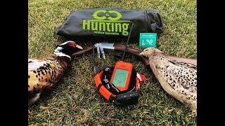 CACCIA al FAGIANO  CANI da FERMA  DoG Trace X30T  PHEASANT HUNTING [upl. by Innek628]