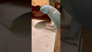 Parrot VS Sticker [upl. by Landy929]