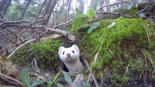 White Ermine [upl. by Lytsirhc]