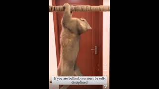 Funny cats Animals part 13 funnycats catvideos cat dog funnyvideo funnypets [upl. by Sedrul144]