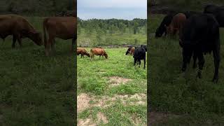 Summer Feasting with Cheerful Dexter Cows [upl. by Taddeo]