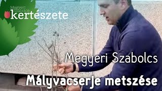 Mályvacserje Hibiscus syriacus metszése  Megyeri Szabolcs Kertészet [upl. by Calise]