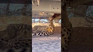 Leopard Sleeps Under Car [upl. by Aicen430]