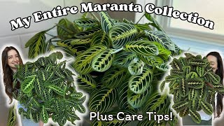 My COMPLETE Maranta Collection 7 Varieties and over 10 plants [upl. by Ocker113]