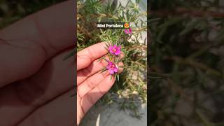 सबसे छोटा पोर्टूलका 🤩 Portulaca Pilosa terracegarden gardening portulaca shorts trending [upl. by Heathcote821]