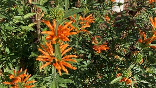 Leonotis leonuris  Lions Tail Plant care A hummingbird magnet leonotisleonuris lionstail [upl. by Guimar560]