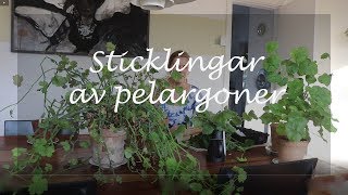 Sticklingar av pelargoner [upl. by Tedra]