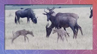 Tsessebe Antelope  Cute Babies Play Pronking [upl. by Okimuy]