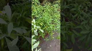 Variegated chandni garden viralvideo plants islam shorts shortvideo quran viralvideos [upl. by Neetsyrk894]