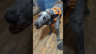 Buddy is a stinker w his toys schnoodlelove doglover buddyblue doglife dogdad [upl. by Henigman]