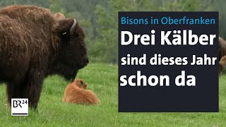 Bisons im Fichtelgebirge Nebenerwerbslandwirt erfüllte sich einen Traum  Abendschau  BR24 [upl. by Attenborough]