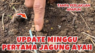 Update Perkembangan Jagung yang Ditanam Ayah Manjel di Lahan Bekas Rongsok Minggu Pertama [upl. by Matias661]