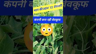 मटर की ADV12 वेरायटी 💥 shorts shots  मटर की खेती [upl. by Goulder940]