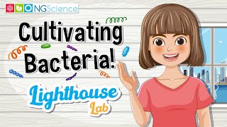 Lighthouse Lab – Cultivating Bacteria [upl. by Nyrraf446]