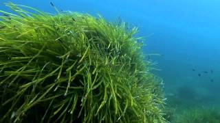 Posidonia Oceanica [upl. by Skilken]