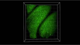 3D SCAPE Imaging of Mouse Olfactory Epithelium [upl. by Eniowtna]