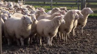 French Genetics for New Zealand Sheep [upl. by Lyred]