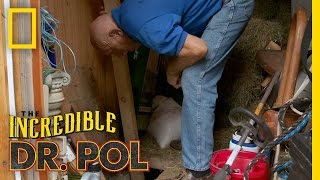 Dr Pol Rescues a Kitten  The Incredible Dr Pol [upl. by Nnairret]