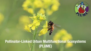 PollinatorLinked Urban Multifunctional Ecosystems PLUME [upl. by Otreblaug433]