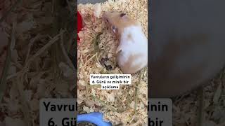 Yavru gelişiminin 6 Günü ve minik bir açıklama 🙃 🤏 babyhamster [upl. by Mick]