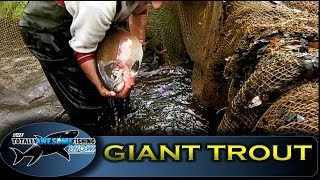 GIANT RAINBOW TROUT of Sutton Springs  Totally Awesome Fishing Show [upl. by Errecart]