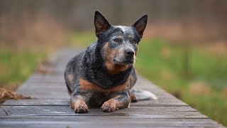 How to Socialize an Australian Cattle Dog with Other Dogs [upl. by Ahsotan251]