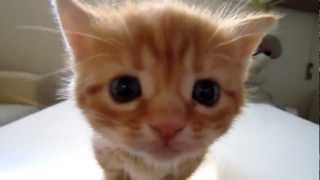 Beautiful Kitten Meowing  Hermoso Gatito Maullando Adorable Cute [upl. by Enyar]