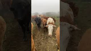 Cattle farm 2024 bullcalf farming cattlefarming cattlesfarming cowcalf cattlelove farm cow [upl. by Larianna]