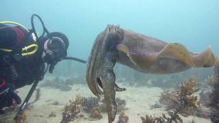 Rosebud Reef Melbourne Victoria Australia by NetBookingscomau [upl. by Bambi]