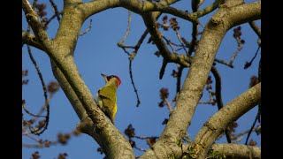 Prachtige Groene specht Apeldoorn 05 10 2024 [upl. by Clarey]