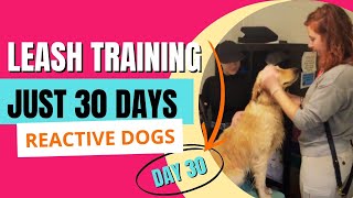 Leash Training in 30 Days is the BEST Solution for Reactive Dogs [upl. by Xela235]