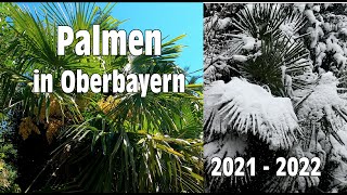 Winterharte Palmen in Oberbayern 2022  seit 16 Jahren ausgepflanzt im privaten Garten [upl. by Eelra]