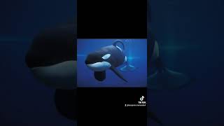 Keiko the orca from Free Willy [upl. by Ursal356]