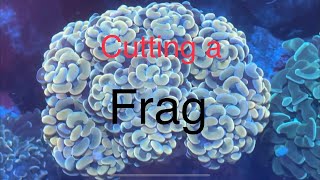 How to Frag Hammer Coral  Cutting  Fragging in My Saltwater Coral Reef Aquarium [upl. by Maureen213]