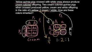 Сenetics of color inheritance in guinea pigs [upl. by Georglana]