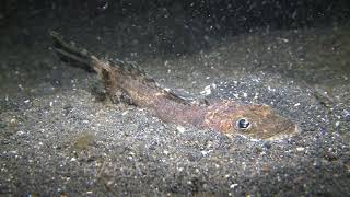 Bobbit Worm Captures Small Fish And Takes Down Into The Sand [upl. by Yrailih927]