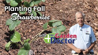 Planting Fall Strawberries [upl. by Doris]