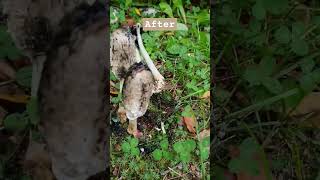 🍄COPRINUS COMATUS🍄Is It EdibleWhite Mushroom Before And After Days Sieni mushroom autumn [upl. by Phenice]