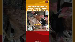 Tips Meningkatkan Daya Cerna Pakan Pada Ayam Kampung [upl. by Htebyram]