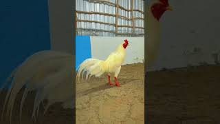 Úa Asil Mỹ k 3k6 Zalo 0373658250 xuhuong mientay ayam [upl. by Ayikur]