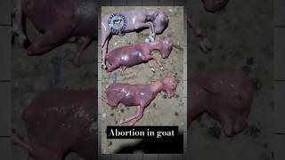 Abortion premature goat baby 😢 goat babygoats goatdelivery goattreatment goatfarming shorts [upl. by Bunnie]