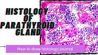 parathyroid gland histology  step by step Drawing  anatomy [upl. by Nacul334]