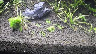 RareAquaticPlants  Elatine hydropiper planting [upl. by Leamaj]